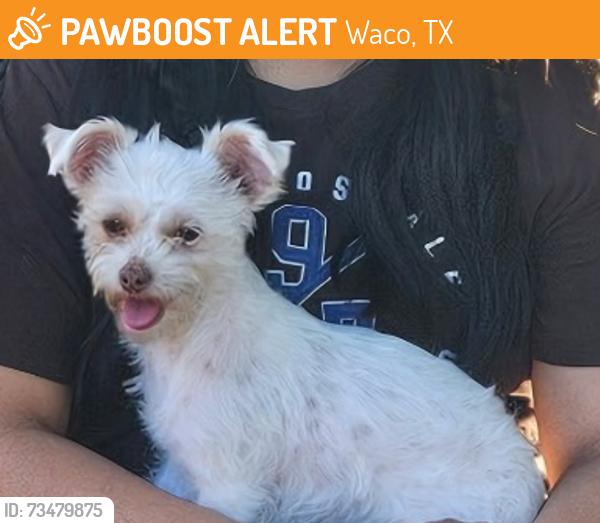 Found/Stray Female Dog last seen Valley mills HEB, Waco, TX 76711
