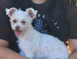 Found/Stray Female Dog last seen Valley mills HEB, Waco, TX 76711