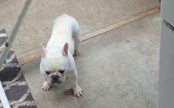 Reunited Female Dog last seen regent st cerca de woodside y Hudson st, Redwood City, CA 94061