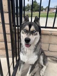Lost Male Dog last seen Baker st and east sixth street in Ontario ca, Ontario, CA 91764
