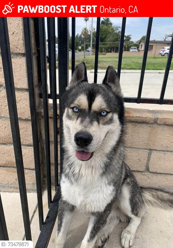 Lost Male Dog last seen Baker st and east sixth street in Ontario ca, Ontario, CA 91764