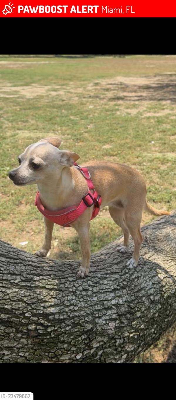 Lost Female Dog last seen NW Flagler Terrace, entre NW 23rd Ave у NW 24th Ave, Miami, FL 33125 Across from Rey pizza, Miami, FL 33125