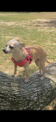 Lost Female Dog last seen NW Flagler Terrace, entre NW 23rd Ave у NW 24th Ave, Miami, FL 33125 Across from Rey pizza, Miami, FL 33125