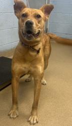 Shelter Stray Female Dog last seen Near Grant Forest Cir, 30294, GA, 3280 Chamblee Dunwoody Rd, Chamblee, GA 30341, USA