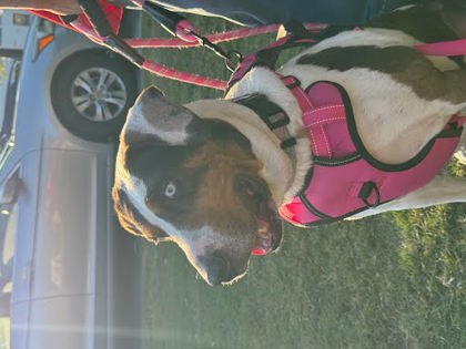 Shelter Stray Female Dog last seen Near Sunnyford Lane, Lithonia, GA 30038, 30038, GA, 3280 Chamblee Dunwoody Rd, Chamblee, GA 30341, USA