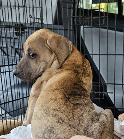 Shelter Stray Unknown Dog last seen N Jamestown Rd, Decatur, GA 30033, 30033, GA, 3280 Chamblee Dunwoody Rd, Chamblee, GA 30341, USA