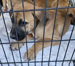 Shelter Stray Unknown Dog last seen N Jamestown Rd, Decatur, GA 30033, 30033, GA, 3280 Chamblee Dunwoody Rd, Chamblee, GA 30341, USA