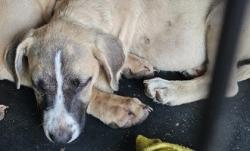 Shelter Stray Unknown Dog last seen N Jamestown Rd, Decatur, GA 30033, 30033, GA, 3280 Chamblee Dunwoody Rd, Chamblee, GA 30341, USA
