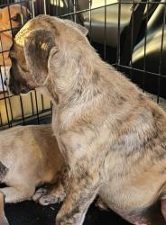 Shelter Stray Unknown Dog last seen N Jamestown Rd, Decatur, GA 30033, 30033, GA, 3280 Chamblee Dunwoody Rd, Chamblee, GA 30341, USA