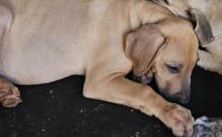 Shelter Stray Unknown Dog last seen N Jamestown Rd, Decatur, GA 30033, 30033, GA, 3280 Chamblee Dunwoody Rd, Chamblee, GA 30341, USA