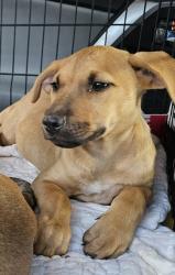 Shelter Stray Unknown Dog last seen N Jamestown Rd, Decatur, GA 30033, 30033, GA, 3280 Chamblee Dunwoody Rd, Chamblee, GA 30341, USA
