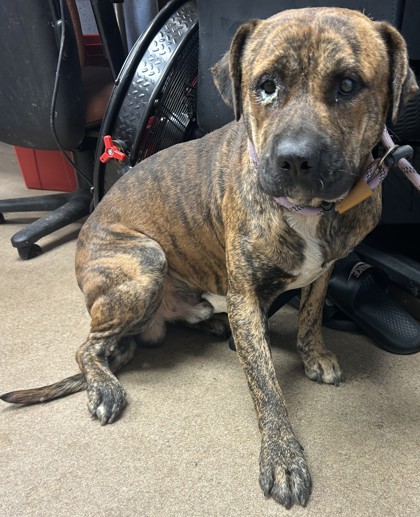 Shelter Stray Male Dog last seen Near Center St, 30058, GA, 3280 Chamblee Dunwoody Rd, Chamblee, GA 30341, USA