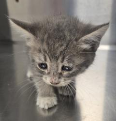 Shelter Stray Female Cat last seen N Dickenson and W Belmont, Fresno Zone Fresno CO 1A 93723, CA, 1510 W Dan Ronquillo Dr, Fresno, CA 93706, USA