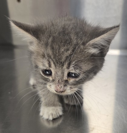 Shelter Stray Female Cat last seen N Dickenson and W Belmont, Fresno Zone Fresno CO 1A 93723, CA, 1510 W Dan Ronquillo Dr, Fresno, CA 93706, USA