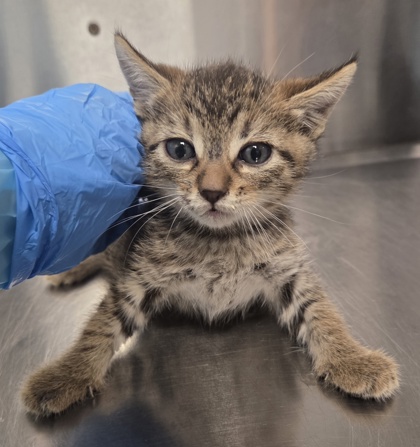 Shelter Stray Male Cat last seen N Dickenson and W Belmont, Fresno Zone Fresno CO 1A 93723, CA, 1510 W Dan Ronquillo Dr, Fresno, CA 93706, USA