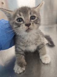 Shelter Stray Male Cat last seen N Dickenson and W Belmont, Fresno Zone Fresno CO 1A 93723, CA, 1510 W Dan Ronquillo Dr, Fresno, CA 93706, USA