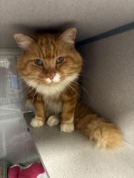 Shelter Stray Male Cat last seen E, MURRAY CITY, UT, 84107, 511 W 3900 S, Salt Lake City, UT 84123, USA