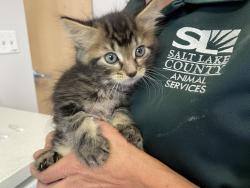 Shelter Stray Male Cat last seen Near W Copperview Drive, Magna Township, UT, 84044, 511 W 3900 S, Salt Lake City, UT 84123, USA