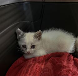 Shelter Stray Female Cat last seen Near Toyne Street, San Diego, CA, 92102, 5500 Gaines St, San Diego, CA 92110, USA