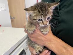 Shelter Stray Male Cat last seen Near W Copperview Drive, Magna Township, UT, 84044, 511 W 3900 S, Salt Lake City, UT 84123, USA
