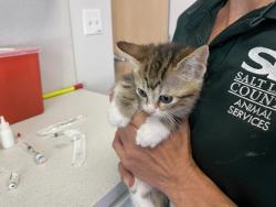 Shelter Stray Female Cat last seen Near W Copperview Drive, Magna Township, UT, 84044, 511 W 3900 S, Salt Lake City, UT 84123, USA