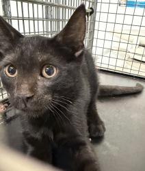 Shelter Stray Male Cat last seen C Street, San Diego, CA, 92102, 5500 Gaines St, San Diego, CA 92110, USA