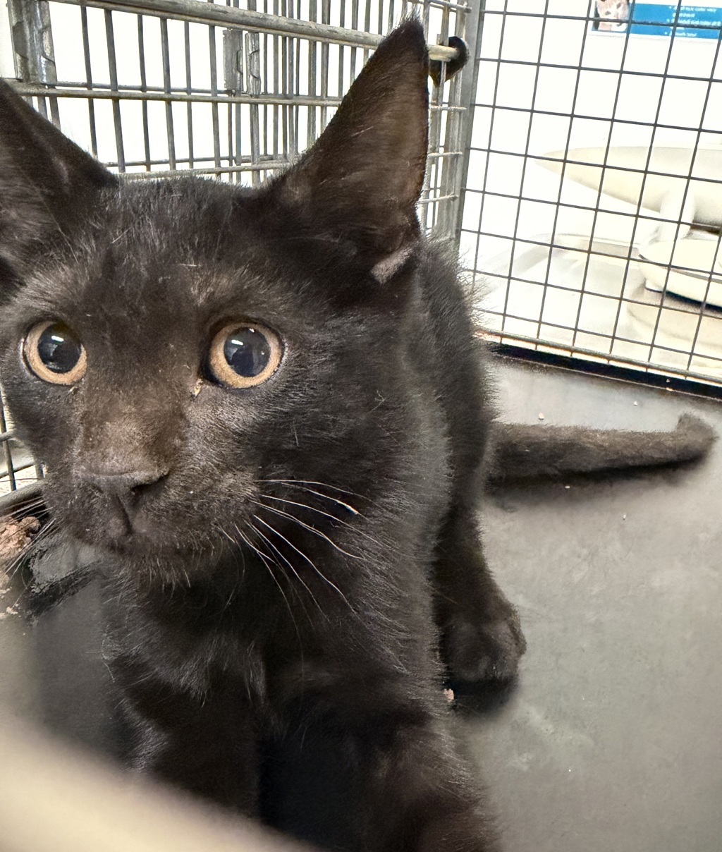 Shelter Stray Male Cat last seen C Street, San Diego, CA, 92102, 5500 Gaines St, San Diego, CA 92110, USA