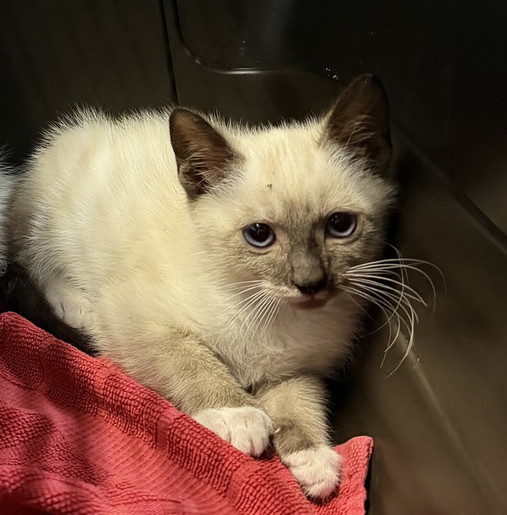 Shelter Stray Male Cat last seen Near Toyne Street, San Diego, CA, 92102, 5500 Gaines St, San Diego, CA 92110, USA