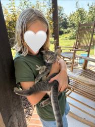 Reunited Female Cat last seen Near John Ernest Rd, Winston-Salem, NC 27107, USA, Winston-Salem, NC 27107