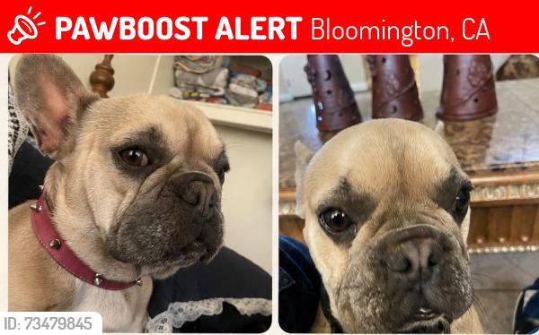 Lost Female Dog last seen El Molino Idyllwild, Bloomington, CA 92316
