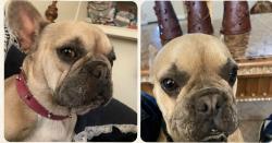 Lost Female Dog last seen El Molino Idyllwild, Bloomington, CA 92316