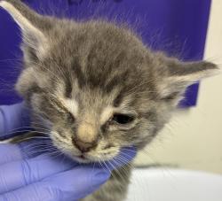 Shelter Stray Male Cat last seen SE 113th and SE Division, OR, 1700 W Historic Columbia River Hwy, Troutdale, OR 97060, USA