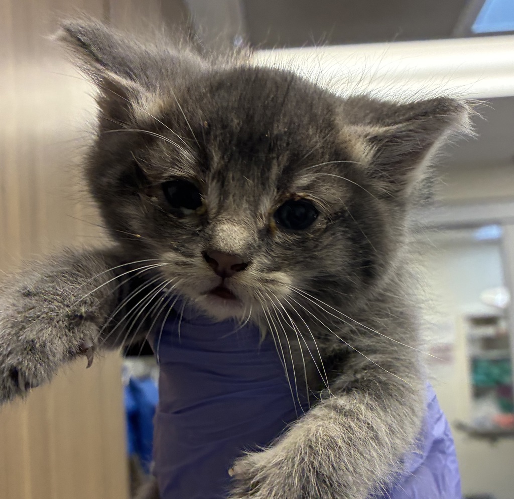 Shelter Stray Female Cat last seen SE 113th and SE Division, OR, 1700 W Historic Columbia River Hwy, Troutdale, OR 97060, USA
