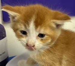 Shelter Stray Male Cat last seen SE 113th and SE Division, OR, 1700 W Historic Columbia River Hwy, Troutdale, OR 97060, USA