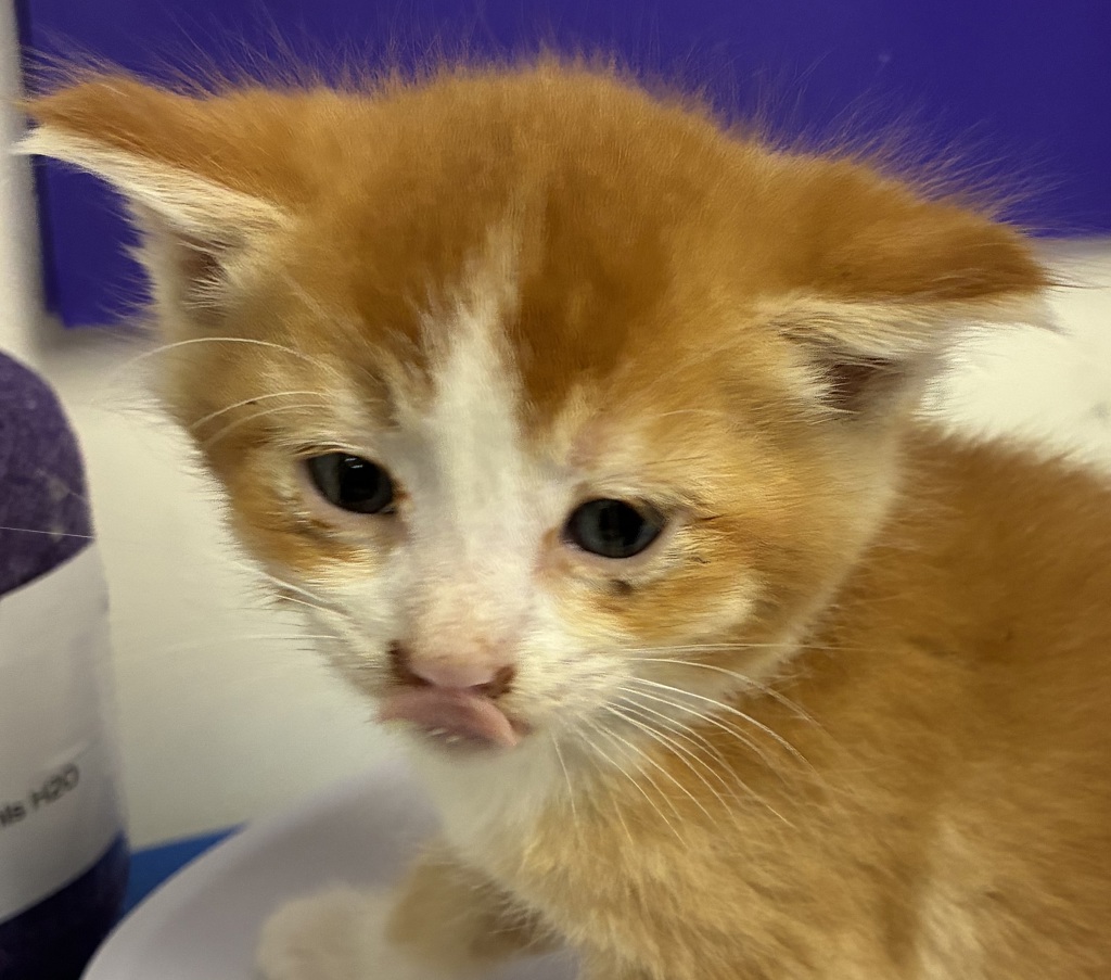 Shelter Stray Male Cat last seen SE 113th and SE Division, OR, 1700 W Historic Columbia River Hwy, Troutdale, OR 97060, USA