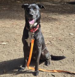 Shelter Stray Male Dog last seen E HCRH and E Woodard, OR, 1700 W Historic Columbia River Hwy, Troutdale, OR 97060, USA