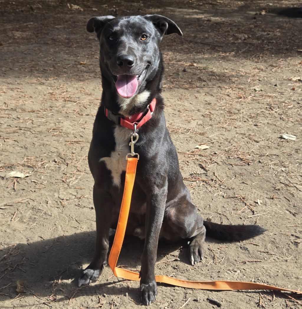 Shelter Stray Male Dog last seen E HCRH and E Woodard, OR, 1700 W Historic Columbia River Hwy, Troutdale, OR 97060, USA
