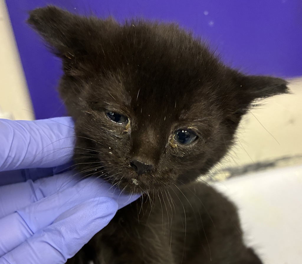 Shelter Stray Male Cat last seen SE 113th and SE Division, OR, 1700 W Historic Columbia River Hwy, Troutdale, OR 97060, USA