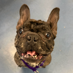 Shelter Stray Female Dog last seen , 3612 11th Ave, Los Angeles, CA 90018, USA