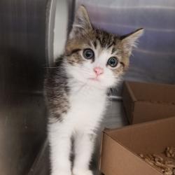 Shelter Stray Male Cat last seen , Animal Care & Control Team of Philly, 111 W Hunting Park Ave, Philadelphia, PA 19140, USA