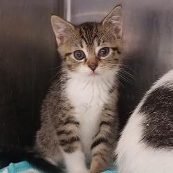 Shelter Stray Female Cat last seen , Animal Care & Control Team of Philly, 111 W Hunting Park Ave, Philadelphia, PA 19140, USA