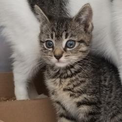Shelter Stray Female Cat last seen , Animal Care & Control Team of Philly, 111 W Hunting Park Ave, Philadelphia, PA 19140, USA