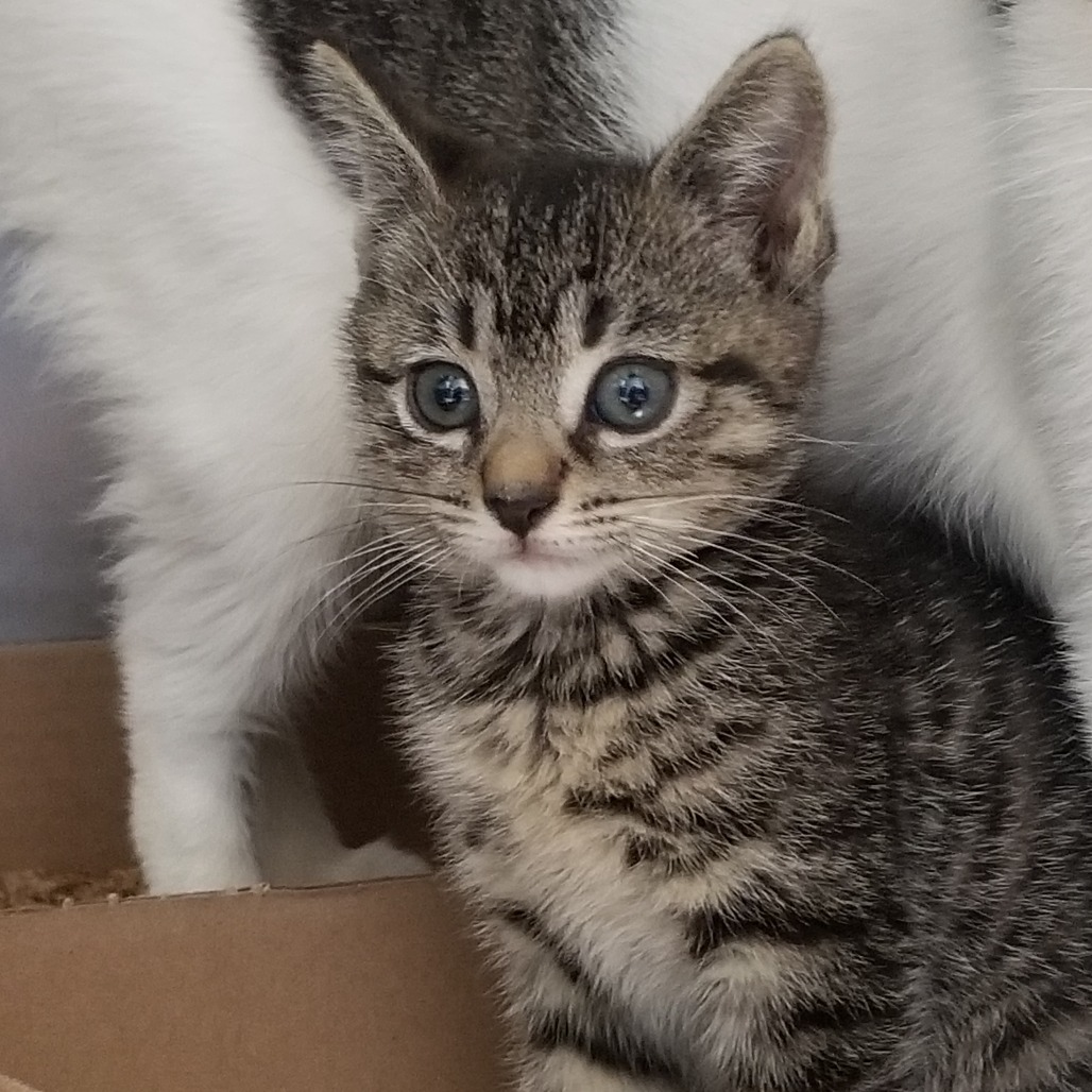 Shelter Stray Female Cat last seen , Animal Care & Control Team of Philly, 111 W Hunting Park Ave, Philadelphia, PA 19140, USA