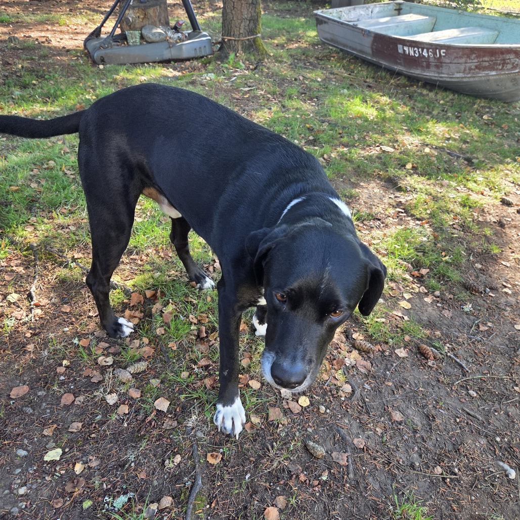 Shelter Stray Male Dog last seen , 2608 Center St, Tacoma, WA 98409, USA