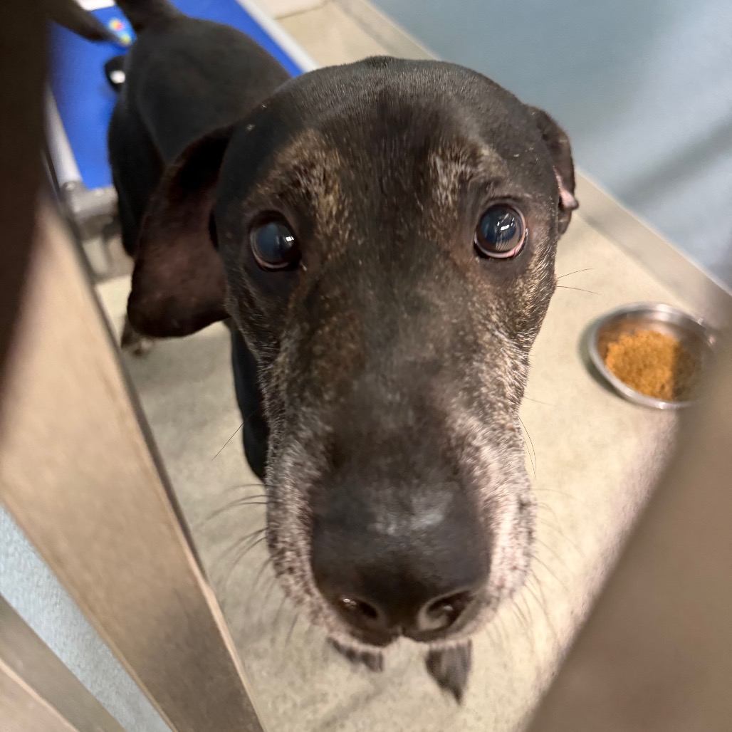 Shelter Stray Male Dog last seen , 3607 N Armenia Ave, Tampa, FL 33607, USA