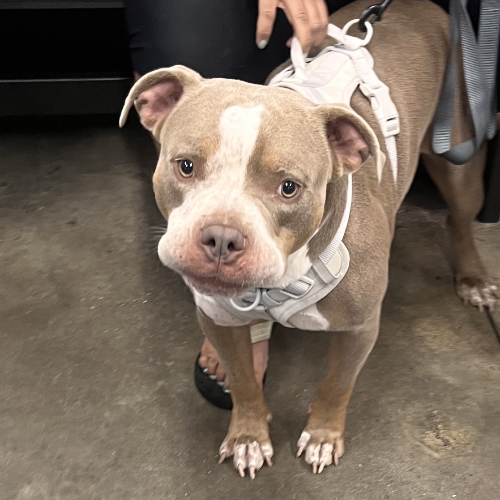 Shelter Stray Male Dog last seen , 3607 N Armenia Ave, Tampa, FL 33607, USA