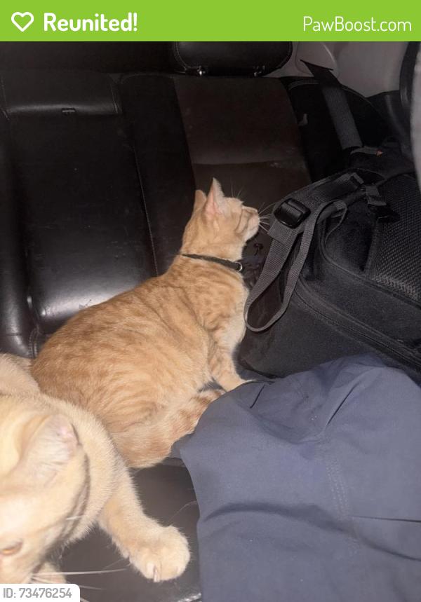 Reunited Male Cat last seen Prospect street by old school, Lodi, OH 44254