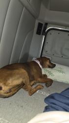 Lost Female Dog last seen Pilot truckstop Raphine VA, Raphine, VA 24472