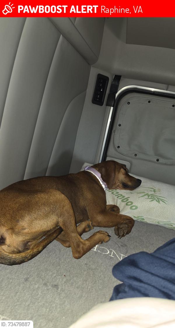 Lost Female Dog last seen Pilot truckstop Raphine VA, Raphine, VA 24472