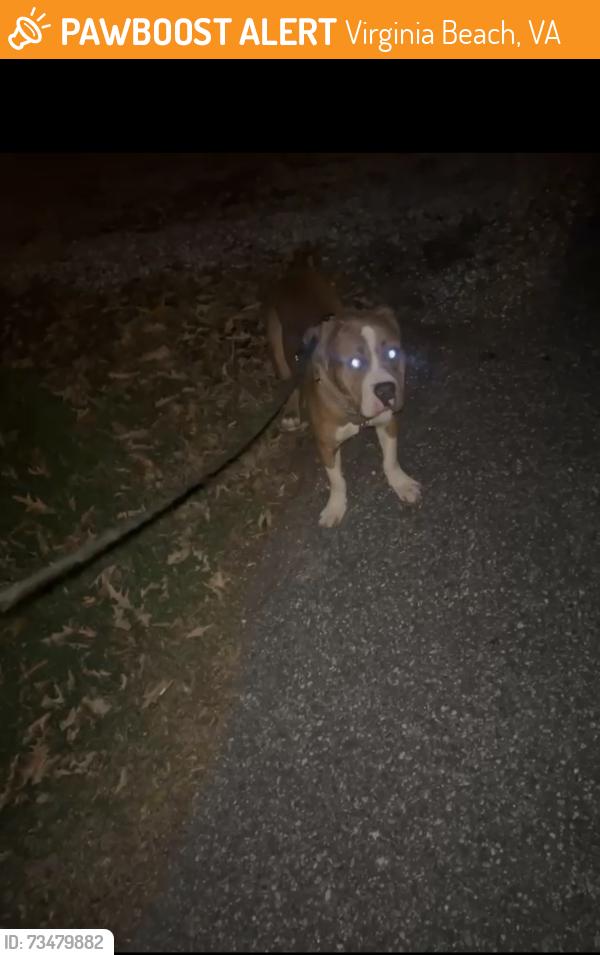 Found/Stray Unknown Dog last seen near aubrey drive, Virginia Beach, VA 23462